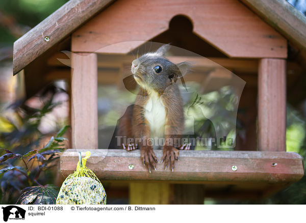 squirrel / BDI-01088