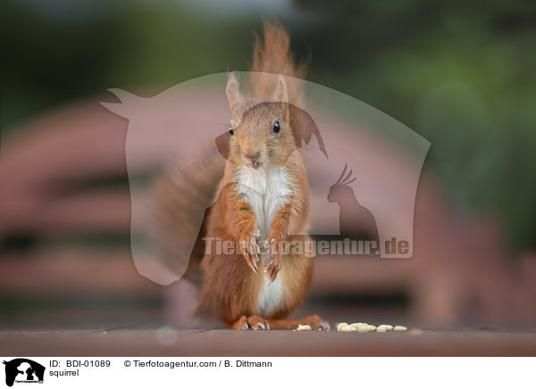 Eichhrnchen / squirrel / BDI-01089
