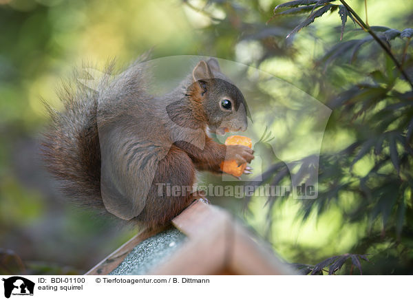 fressendes Eichhrnchen / eating squirrel / BDI-01100