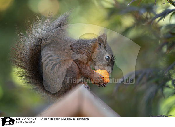 fressendes Eichhrnchen / eating squirrel / BDI-01101