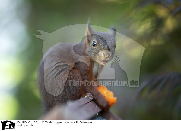 fressendes Eichhrnchen / eating squirrel / BDI-01102