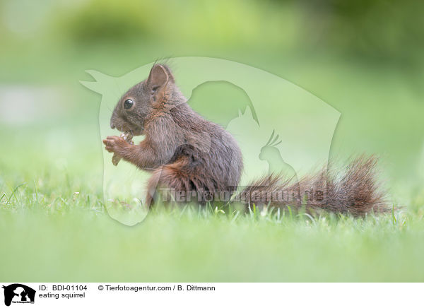 fressendes Eichhrnchen / eating squirrel / BDI-01104