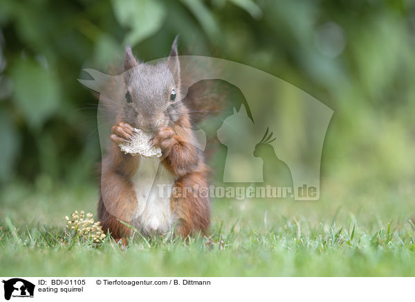 fressendes Eichhrnchen / eating squirrel / BDI-01105