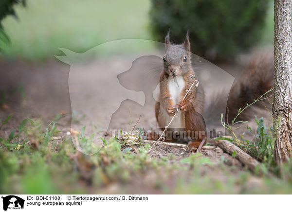 junges Eichhrnchen / young european squirrel / BDI-01108