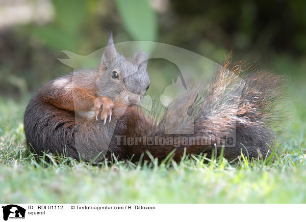 Eichh�rnchen / squirrel / BDI-01112