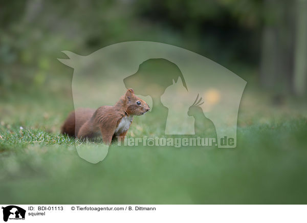 Eichhrnchen / squirrel / BDI-01113