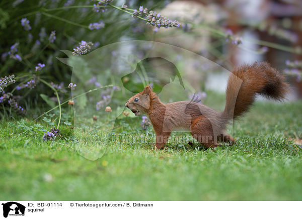 Eichhrnchen / squirrel / BDI-01114