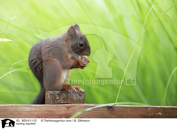 fressendes Eichhrnchen / eating squirrel / BDI-01115