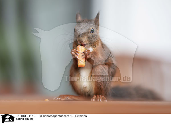 fressendes Eichhrnchen / eating squirrel / BDI-01119