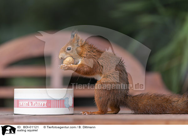 fressendes Eichhrnchen / eating squirrel / BDI-01121