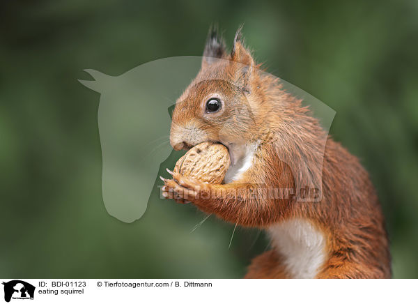 fressendes Eichhrnchen / eating squirrel / BDI-01123