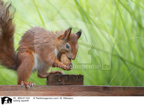 fressendes Eichhrnchen / eating squirrel / BDI-01124