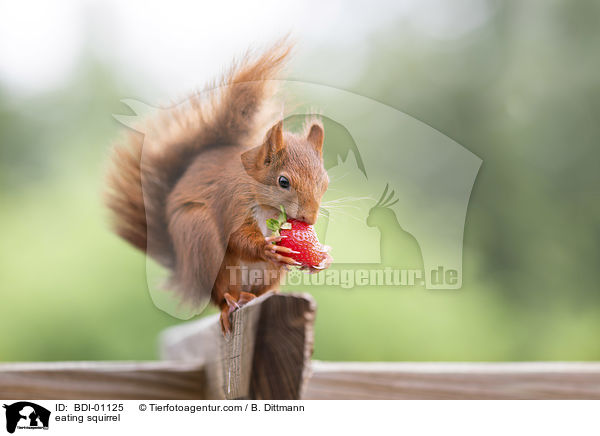 fressendes Eichhrnchen / eating squirrel / BDI-01125