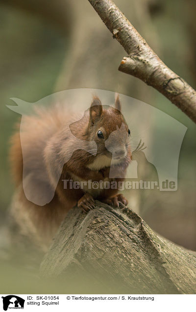 sitting Squirrel / SK-01054