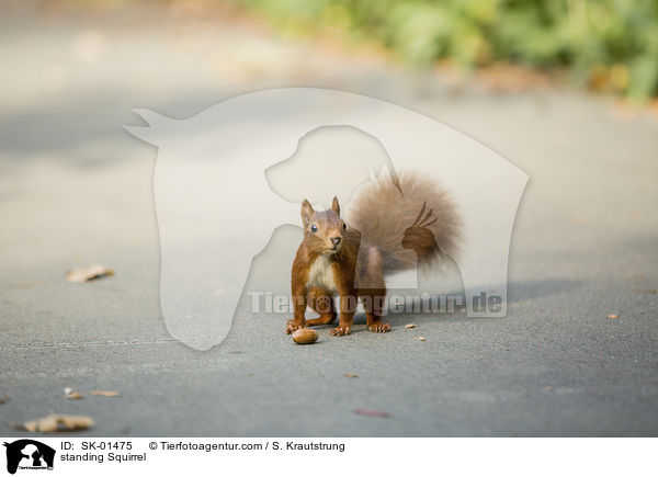 stehendes Eichhrnchen / standing Squirrel / SK-01475