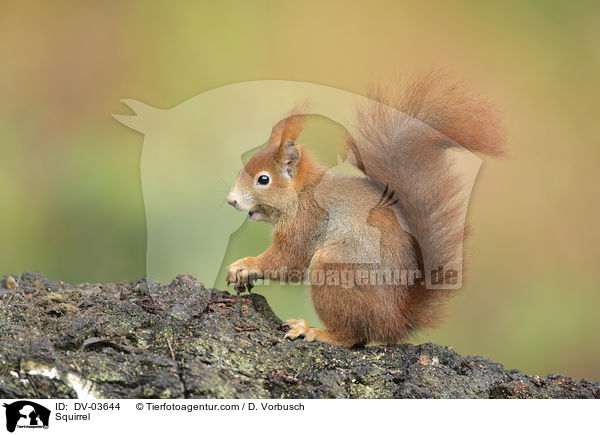 Squirrel / DV-03644