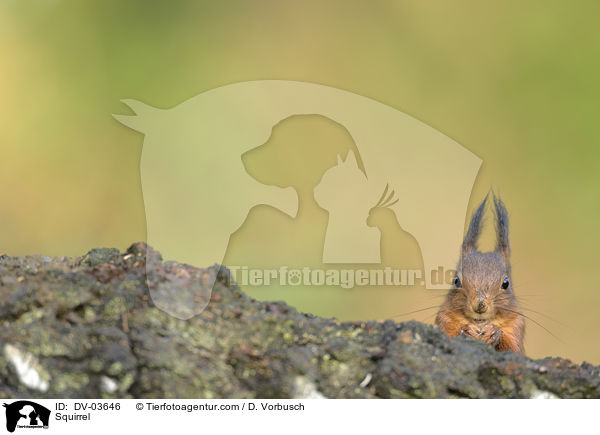 Squirrel / DV-03646