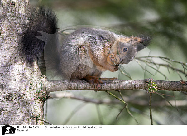 Eichhrnchen / Squirrel / MBS-21236