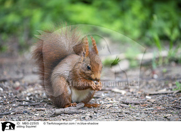 sitzendes Eichhrnchen / sitting Squirrel / MBS-22505