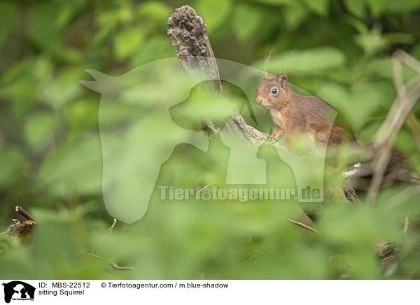 sitzendes Eichhrnchen / sitting Squirrel / MBS-22512