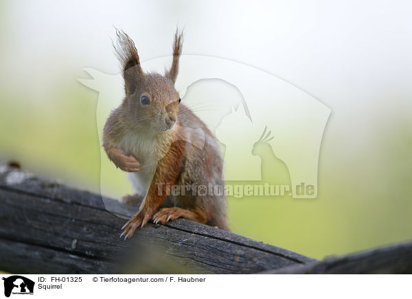 Eichhrnchen / Squirrel / FH-01325