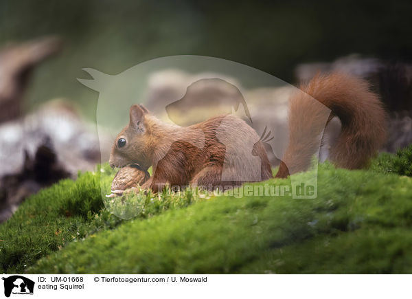 eating Squirrel / UM-01668