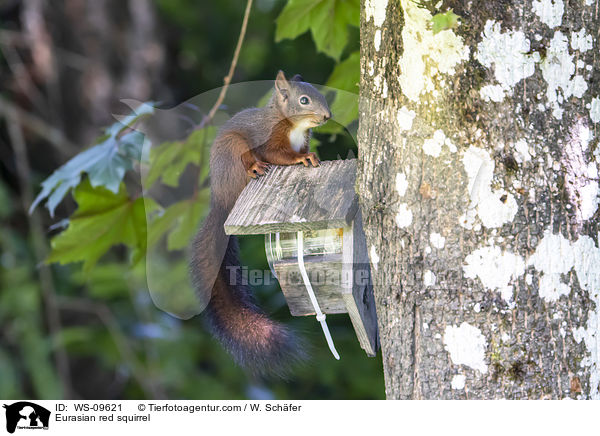 Eurasian red squirrel / WS-09621
