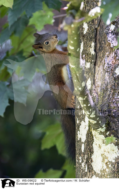 Eurasian red squirrel / WS-09622