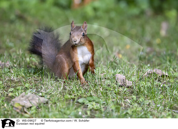 Eurasian red squirrel / WS-09627