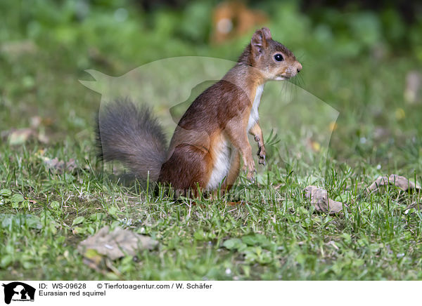 Eurasian red squirrel / WS-09628