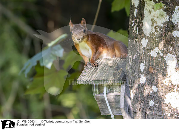 Eurasian red squirrel / WS-09631