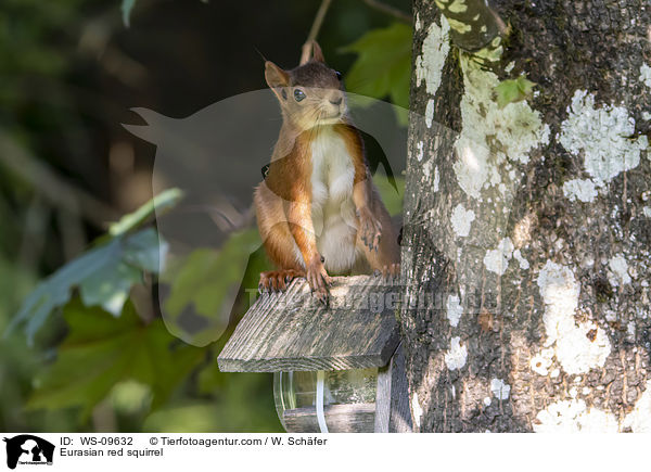 Europisches Eichhrnchen / Eurasian red squirrel / WS-09632