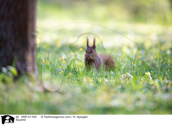 Eichhrnchen / Squirrel / HSP-01164