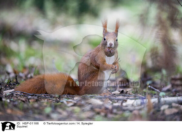 Eichhrnchen / Squirrel / HSP-01166