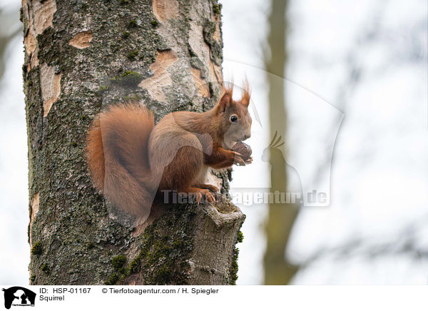 Eichhrnchen / Squirrel / HSP-01167