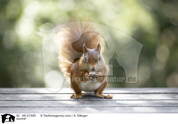 squirrel / AE-01590