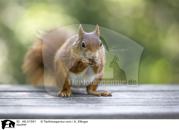 Eichhrnchen / squirrel / AE-01591
