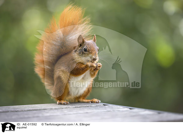 squirrel / AE-01592