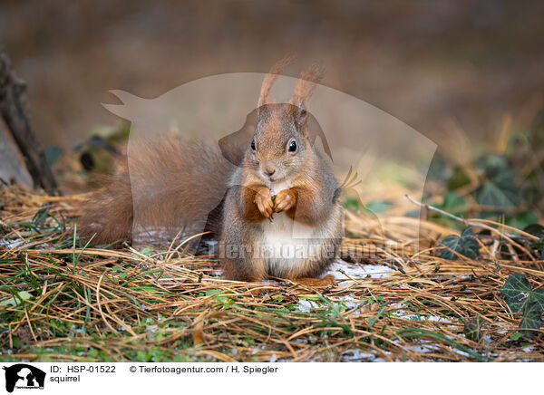 Eichhrnchen / squirrel / HSP-01522