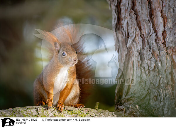 Eichhrnchen / squirrel / HSP-01526