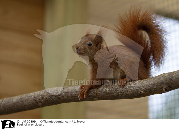 Eichhrnchen in Gehege / Squirrel in enclosure / JM-05899