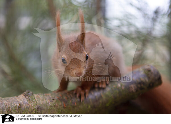 Eichhrnchen in Gehege / Squirrel in enclosure / JM-05900
