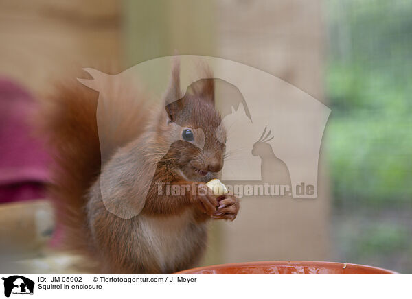 Eichhrnchen in Gehege / Squirrel in enclosure / JM-05902