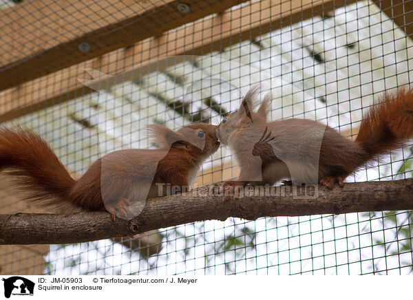 Eichhrnchen in Gehege / Squirrel in enclosure / JM-05903