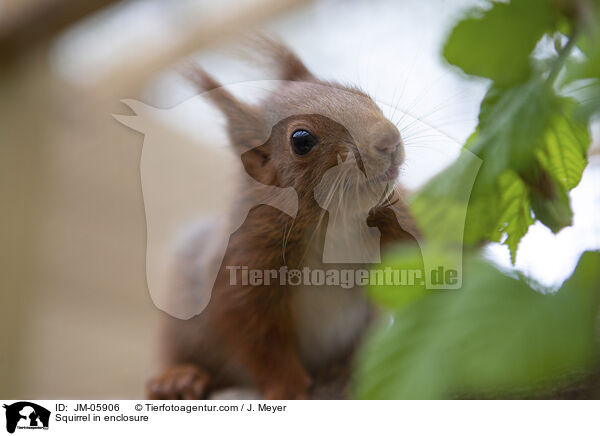Squirrel in enclosure / JM-05906