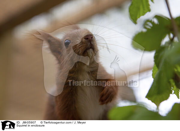 Squirrel in enclosure / JM-05907