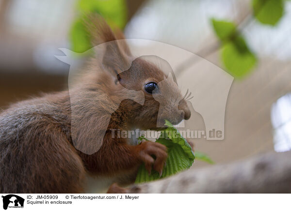 Eichhrnchen in Gehege / Squirrel in enclosure / JM-05909