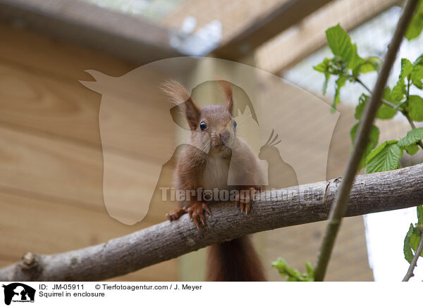 Squirrel in enclosure / JM-05911