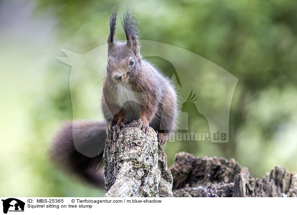 Squirrel sitting on tree stump / MBS-25365