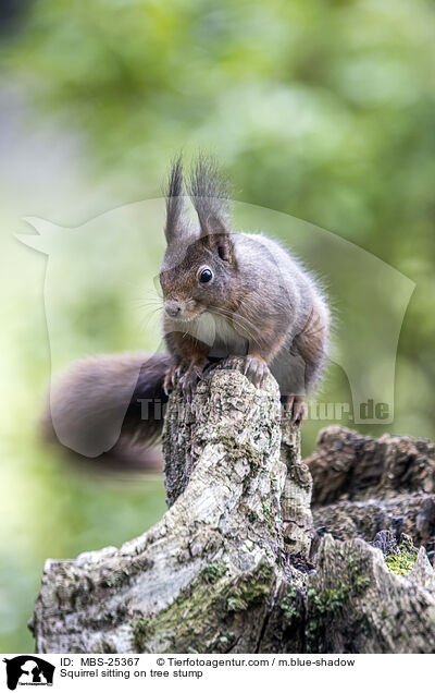Eichhrnchen sitzt auf Baumstumpf / Squirrel sitting on tree stump / MBS-25367
